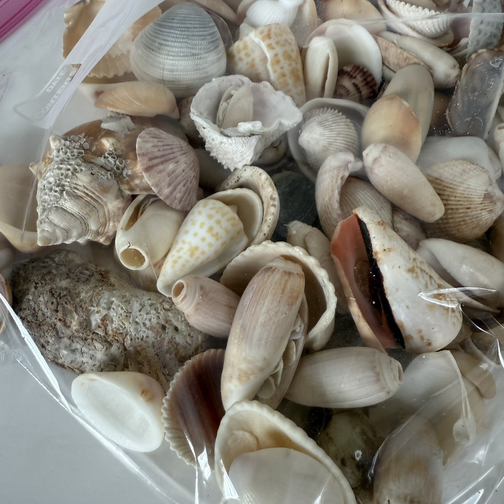 Sea Shells Lot Approx 2 Lbs Natural Craft Decor 3" and Smaller Cottagecore Ocean